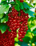 "1 Adet Tüplü Frenk Üzümü (Ribes rubrum) - Sağlıklı ve Kolay Bakımlı Meyve Fidanı"