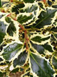 Osmanthus heterophyllus Alacalı Fidan - Aromatik ve Göz Alıcı Çalı 1-2 yaş arası 20-40 cm