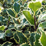 Osmanthus heterophyllus Alacalı Fidan - Aromatik ve Göz Alıcı Çalı 1-2 yaş arası 20-40 cm