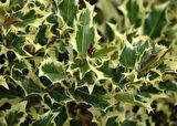Osmanthus heterophyllus Alacalı Fidan - Aromatik ve Göz Alıcı Çalı 1-2 yaş arası 20-40 cm