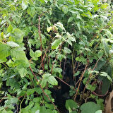 Rubus idaeus L. Yediveren Ahududu Fidanı, Torbada