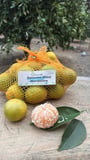mandalina (satsuma rize)