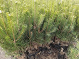 Karaçam Fidanı (Pinus nigra) - 50-60 cm Boyunda Dayanıklı ve Hızlı Büyüyen İğne Yapraklı Ağaç