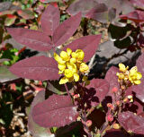 Kırmızı Mahonya Fidanı - Mahonia Aquifolium - Mevsimlik Renk Değişimi ile Süs Çalısı 1-2 yaş saksılı