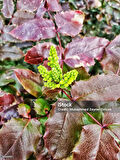 Kırmızı Mahonya Fidanı - Mahonia Aquifolium - Mevsimlik Renk Değişimi ile Süs Çalısı 1-2 yaş saksılı