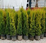 limoni servi saksılı 150cm 200cm arası boyda