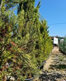 limoni servi saksılı 150cm 200cm arası boyda