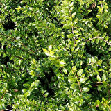 Bodur Hanımeli [lonicera Nitida] Fidanı Bodur Çit Bitkisi 1-2 yaş arası saksılı