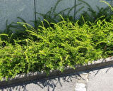 Bodur Hanımeli [lonicera Nitida] Fidanı Bodur Çit Bitkisi 1-2 yaş arası saksılı