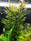 Nomaphila Spp 5 Dal Kolay Akvayum Bitkisi Canlı Bitki