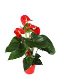 Saksıda Antoryum Çiçeği Anthurium Andreanum