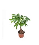 Saksıda Örgülü Para Çiçeği Pachira Aquatica, 40-60 cm