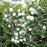 Çınar Kartopu (Viburnum opulus) - Bahçeniz İçin Hoş Kokulu ve Gösterişli Çalı[2 yaş tüplü]