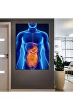 Poliklinik Klinik Hastane Dekorasyonu Medikal Hastane Tabloları KanvasSepeti
