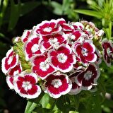 HÜSNÜ YUSUF ÇİÇEĞİ 20 ADET