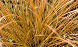CAREX TESTECEA 5 ADET - OTSU YER ÖRTÜCÜ BİTKİ