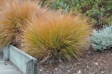 CAREX TESTECEA 5 ADET - OTSU YER ÖRTÜCÜ BİTKİ