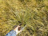 CAREX TESTECEA 5 ADET - OTSU YER ÖRTÜCÜ BİTKİ