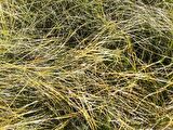 CAREX TESTECEA 5 ADET - OTSU YER ÖRTÜCÜ BİTKİ