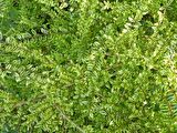 HANIMELİ ÇİT BİTKİSİ 20 ADET 'Lonicera Lemon Beauty'