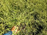 HANIMELİ ÇİT BİTKİSİ 20 ADET 'Lonicera Lemon Beauty'