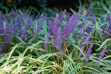 ÇİM ZAMBAĞI 5 ADET 'Liriope Muscari Variegata'