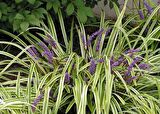 ÇİM ZAMBAĞI 5 ADET 'Liriope Muscari Variegata'