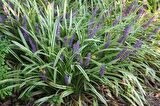 ÇİM ZAMBAĞI 5 ADET 'Liriope Muscari Variegata'