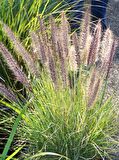 PENNİSETUM OTSU BİTKİ 3 ADET