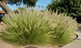 PENNİSETUM OTSU BİTKİ 3 ADET