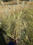 PENNİSETUM OTSU BİTKİ 3 ADET