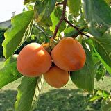 5 ADET ROJO BRİLLANTE HURMA FİDANI 3 YAŞ TÜPLÜ