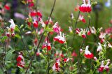 SÜS ADAÇAYI 3 ADET - Salvia Microphylla 'Hot Lips'