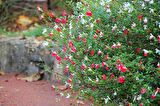 SÜS ADAÇAYI 3 ADET - Salvia Microphylla 'Hot Lips'