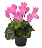 PEMBE SİKLAMEN ÇİÇEĞİ 3 ADET