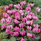 PEMBE SİKLAMEN ÇİÇEĞİ