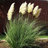 PAMPAS OTU - SAZ PÜSKÜLÜ 5 ADET