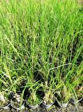 PAMPAS OTU - SAZ PÜSKÜLÜ 5 ADET