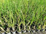 PAMPAS OTU - SAZ PÜSKÜLÜ 5 ADET