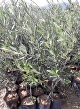 TRİLYE (GEMLİK) ZEYTİN FİDANI 20 ADET