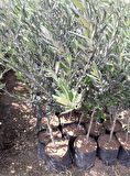 TRİLYE (GEMLİK) ZEYTİN FİDANI 20 ADET