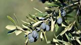 TRİLYE (GEMLİK) ZEYTİN FİDANI 1 ADET