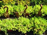 SARI SEDUM 1 ADET - ASKILI DEKORATİF SAKSIDA - HEDİYELİK