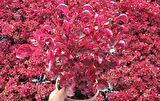 ÇİNGENE ŞALVARI 10 ADET - PEMBE SÜS BİTKİSİ - İresine Herbstii