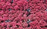 ÇİNGENE ŞALVARI 5 ADET - PEMBE SÜS BİTKİSİ - İresine Herbstii