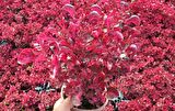 ÇİNGENE ŞALVARI 5 ADET - PEMBE SÜS BİTKİSİ - İresine Herbstii