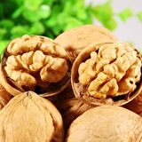 CHANDLER CEVİZ FİDANI 3 YAŞ SAKSILI 10 ADET