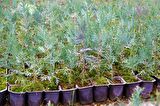 YEŞİL MAZI FİDANI 50 ADET -  ÇİT BİTKİSİ ( Thuja Orientalis )