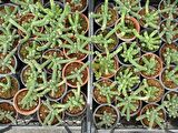 YILAN KAKTÜS 20 ADET- Chamaecereus silvestrii