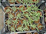 YILAN KAKTÜS 20 ADET- Chamaecereus silvestrii
